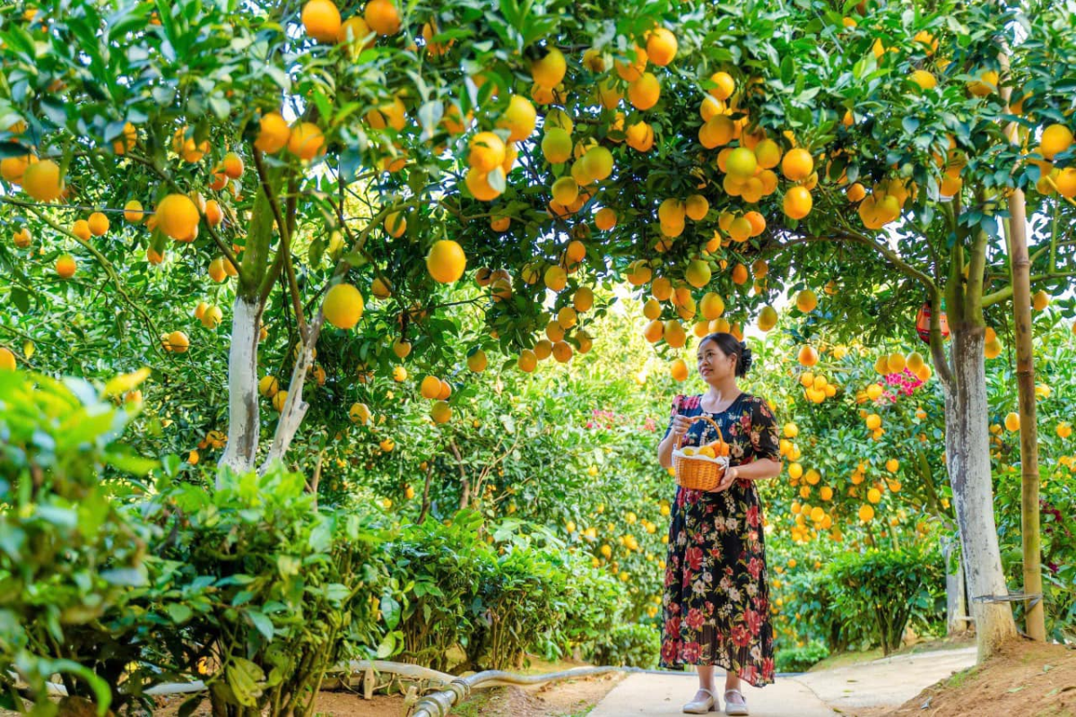 Panoramic view of Moc Chau's Orange Garden during harvest season with vibrant trees and blue sky
